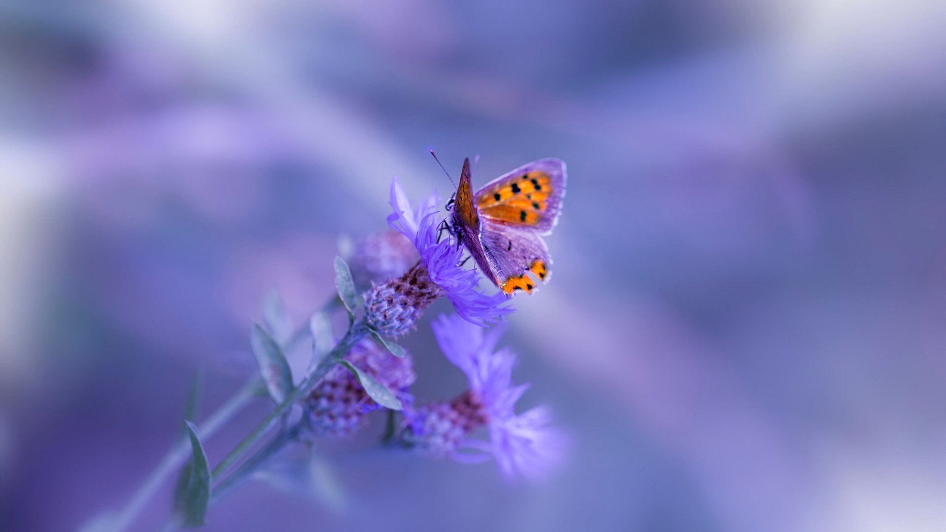 中国篮球运动员专项技术动作精准化训练研究,篮球运动员基础训练