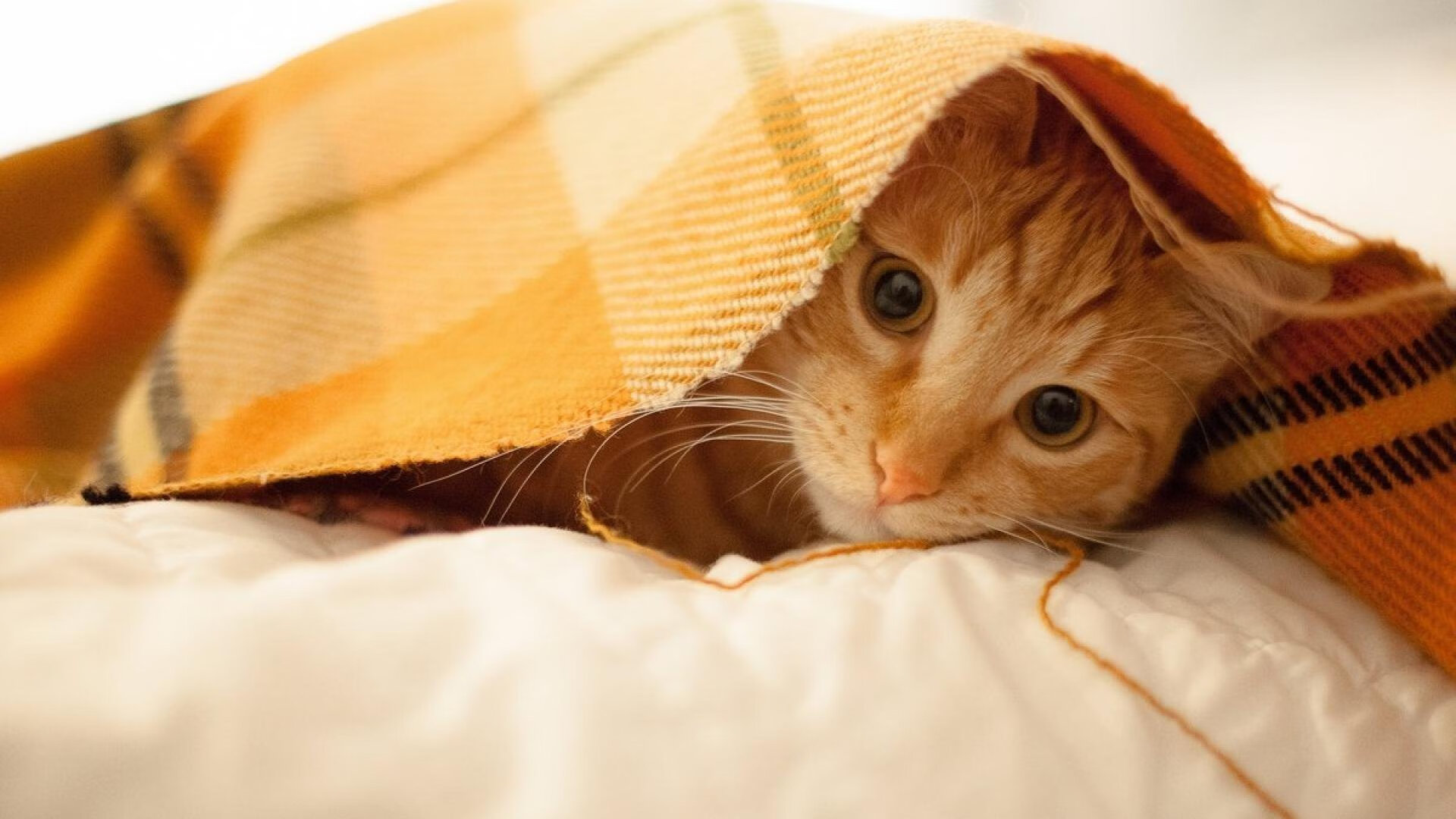 中国篮球运动员专项技术动作精准化训练研究,篮球运动员基础训练