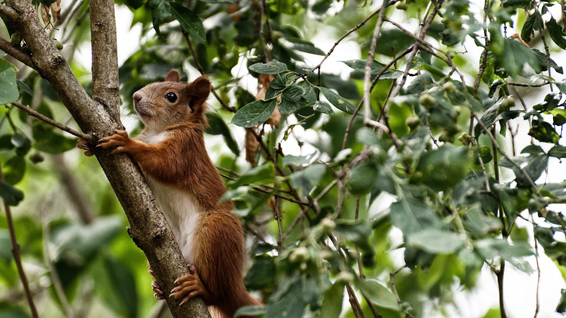 中国篮球运动员专项投篮技术动作分析,篮球运动员投篮的动作