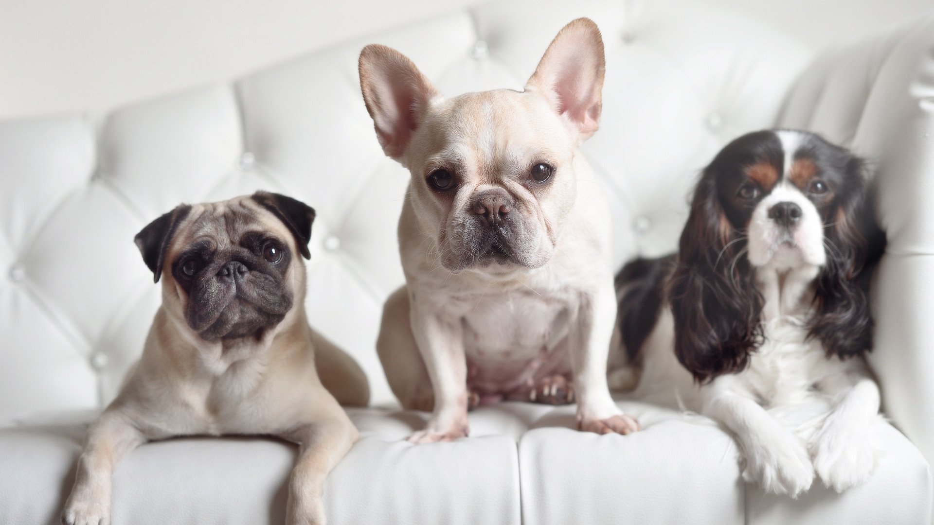 中国篮球运动员体能训练监控系统开发,篮球体能训练表