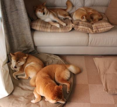 体育教育专业学生实践能力提升机制研究,体育工作能力实训实践总结报告