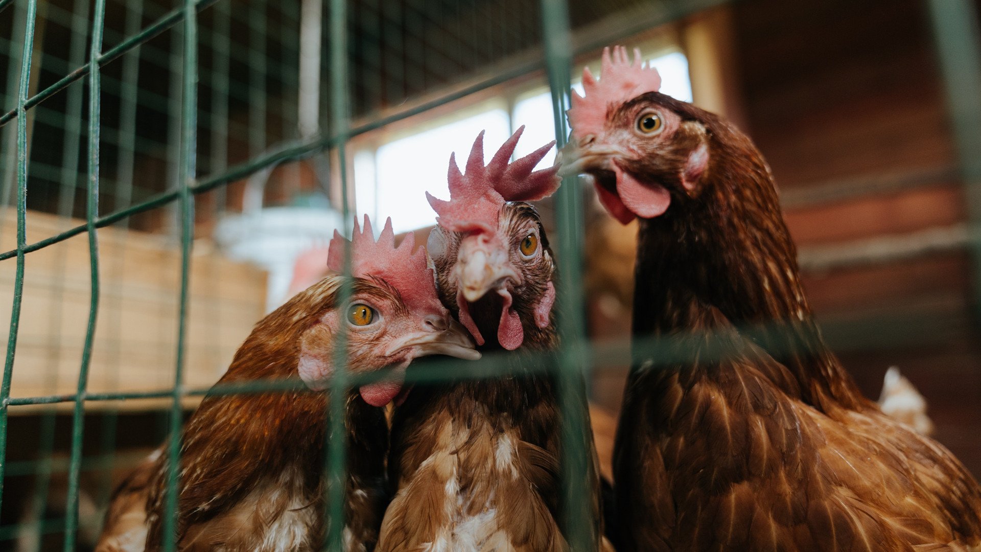 篮球运动员比赛心理调节技术及实证研究,篮球心理训练方法
