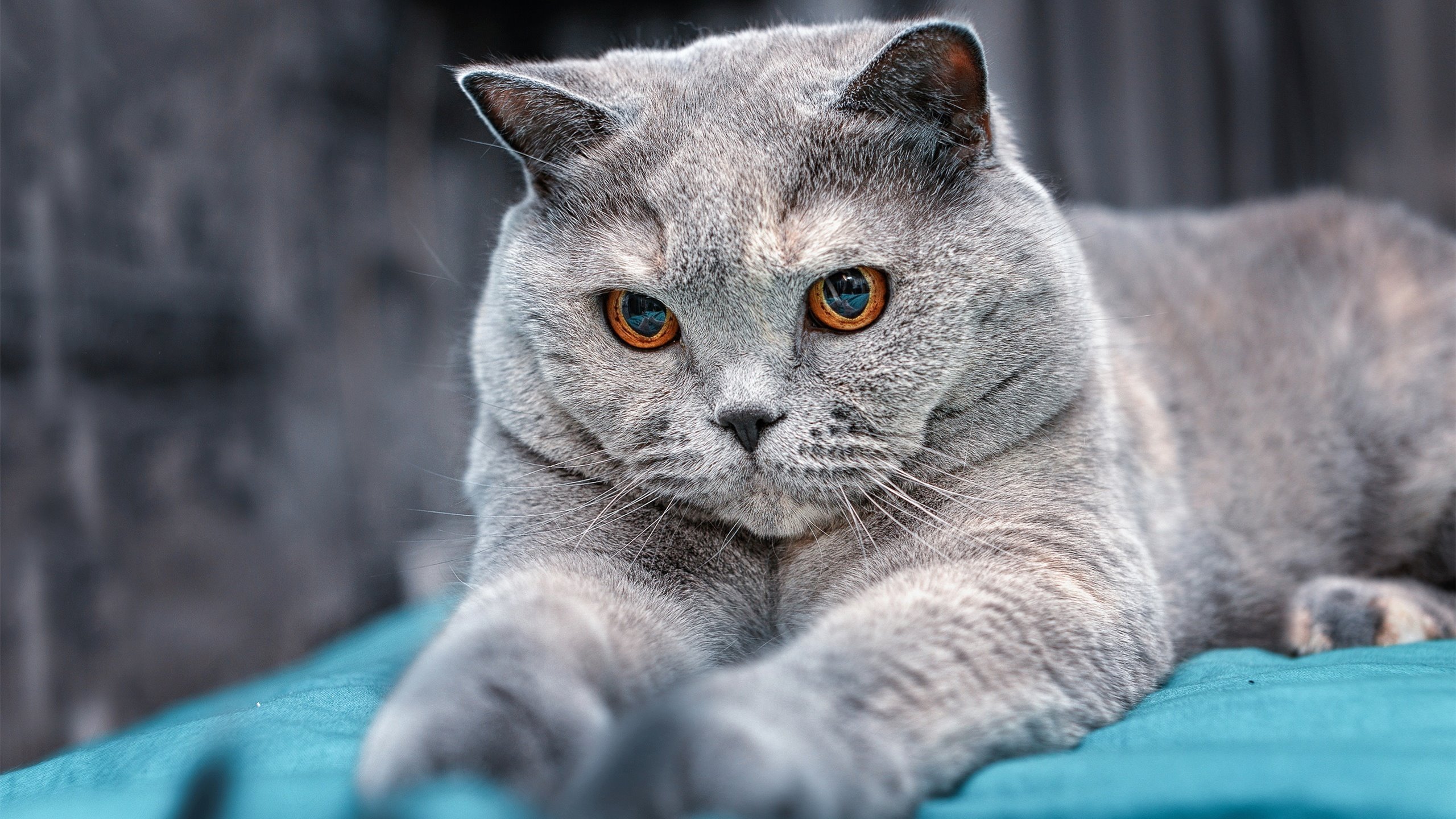 -“奖金分配引争议，MLS球员抗议‘世界杯抢钱’”