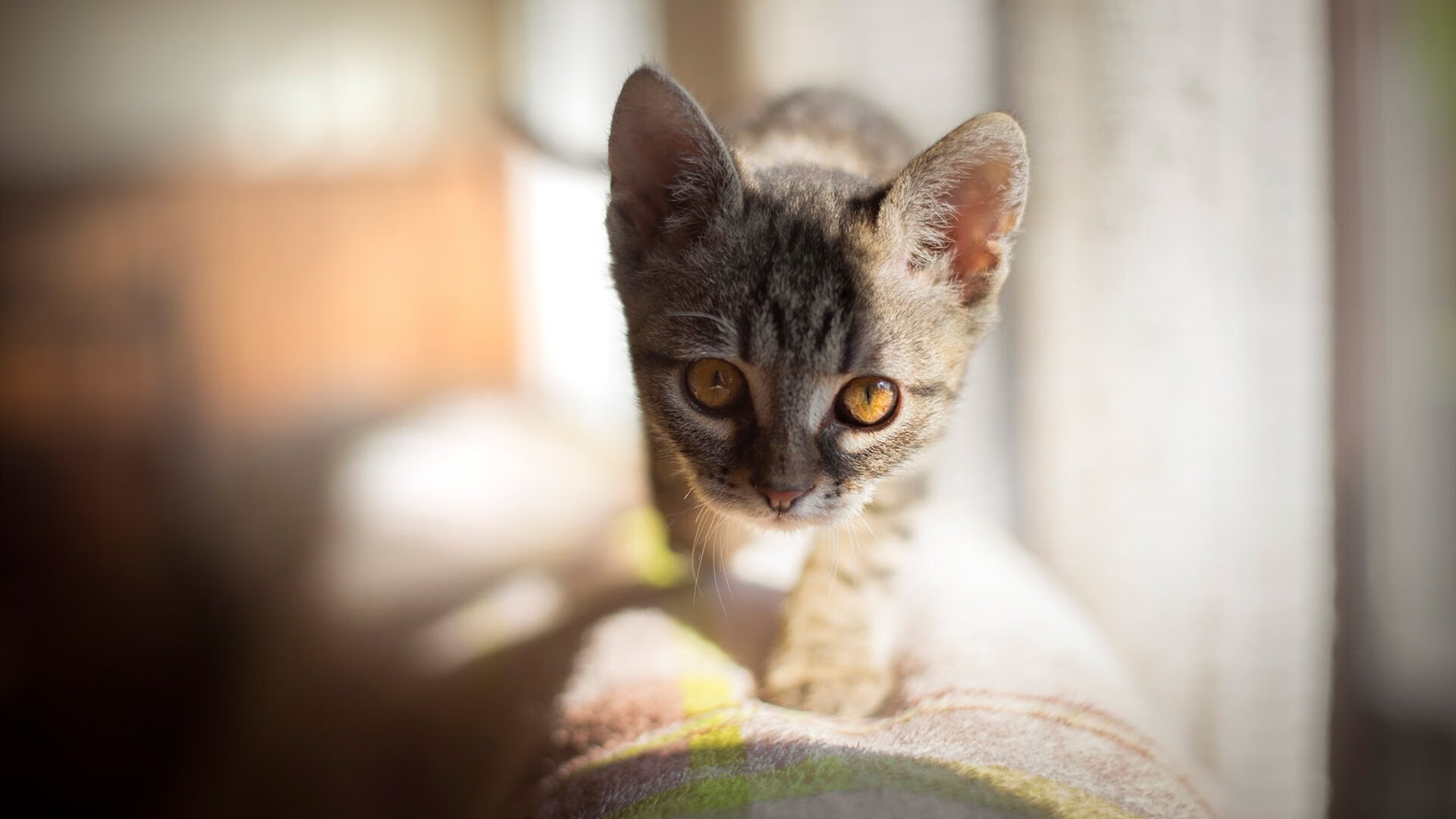 华体会-主帅换人时机选择对比赛走向的潜移输出，主帅挑战