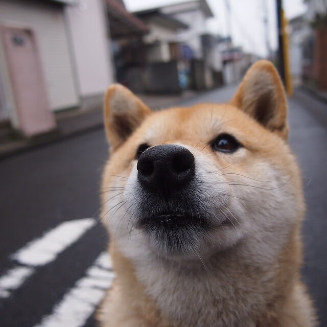 图赫尔坚持团队打法,赢得球队信任,图赫尔太强了