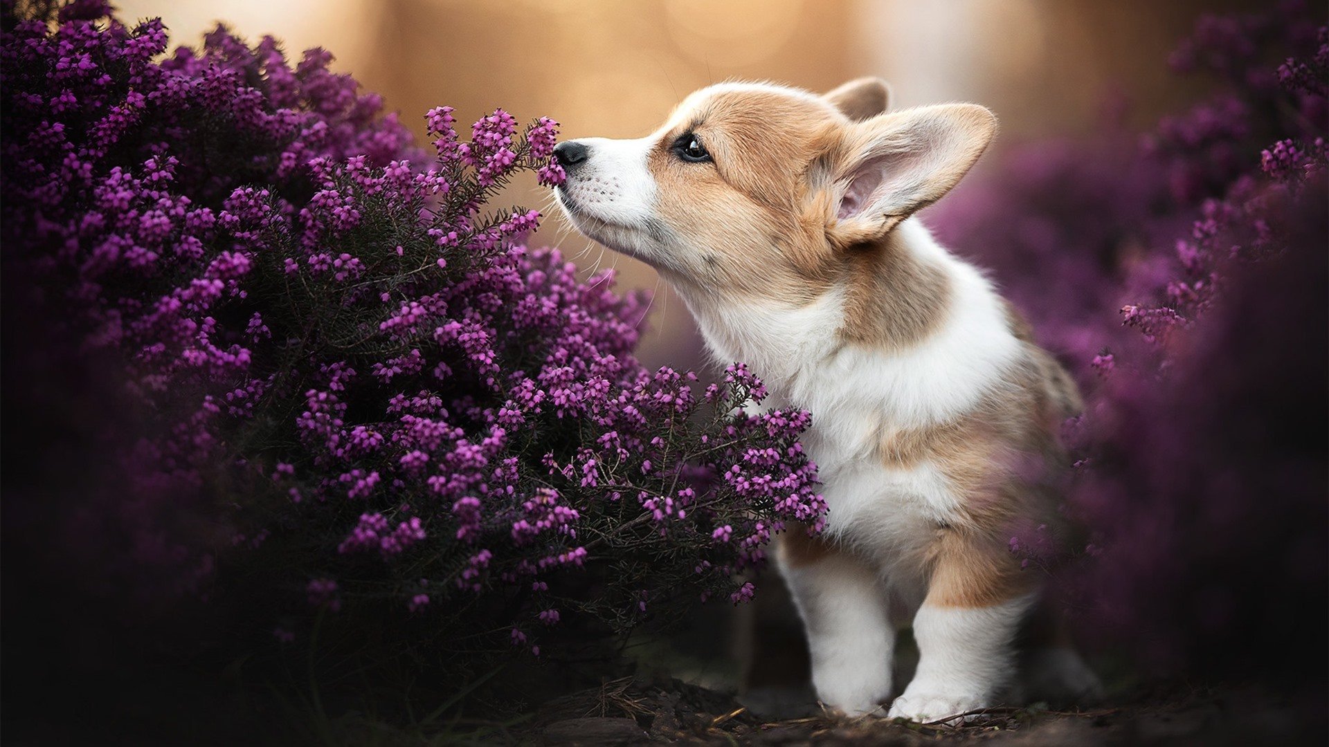 女子200蝶前后段耗时对比:中国后程略胜,女子200米蝶泳比赛时间