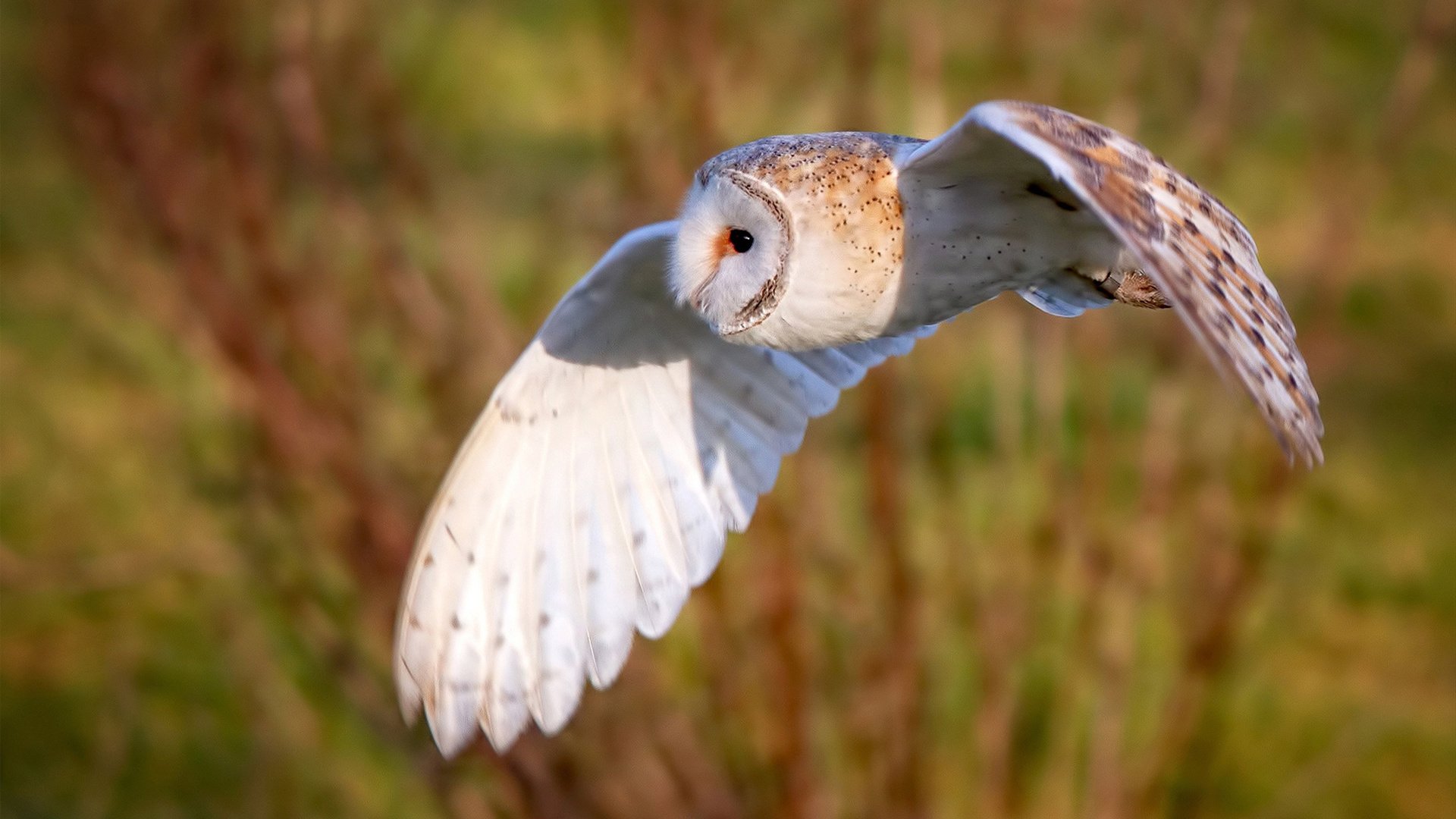 丁俊晖分析失利关键称未发挥最佳,丁俊晖现象