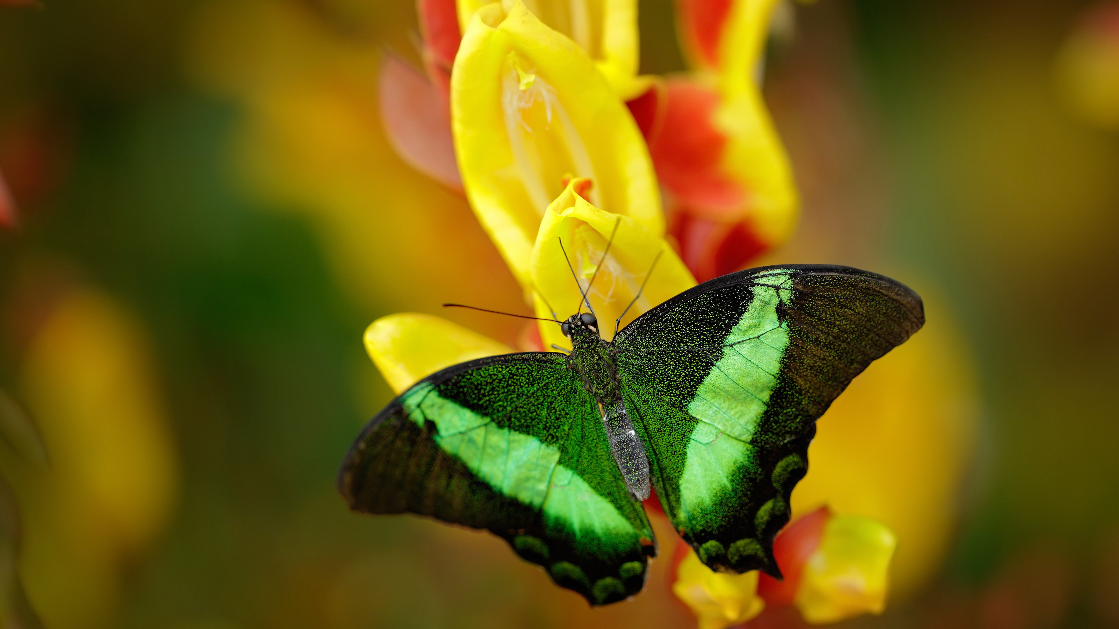 华体会在线-国际马拉松赛赛事安排，国际马拉松的赛程是几万米