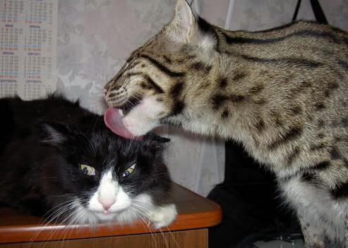 塞尔维亚女篮在欧洲锦标赛中展现强大实力,争夺金牌目标,塞尔维亚女篮球