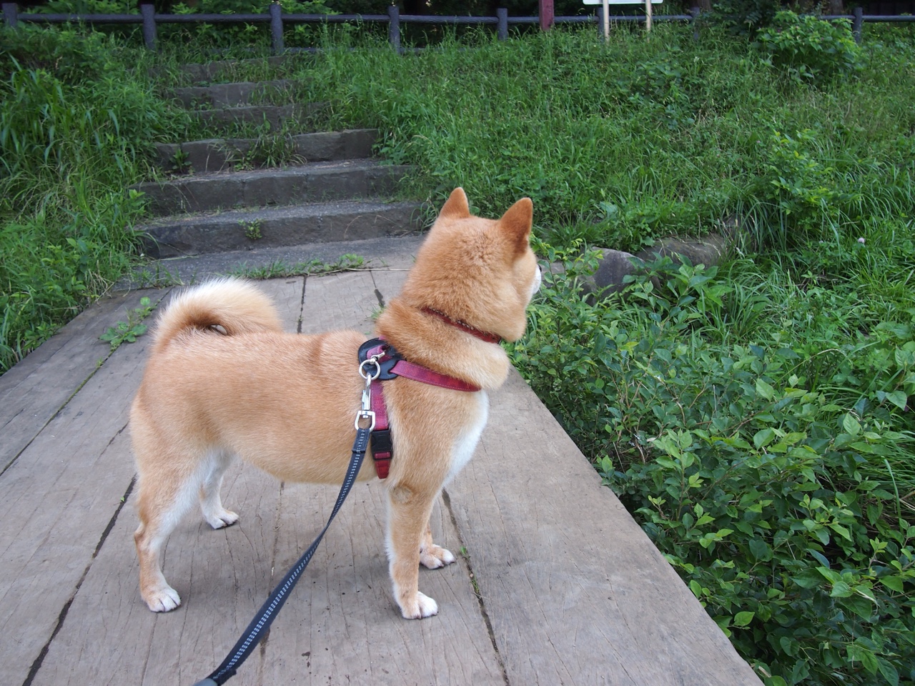 巴勒斯坦男篮在西亚锦标赛中奋勇争先,争取突破