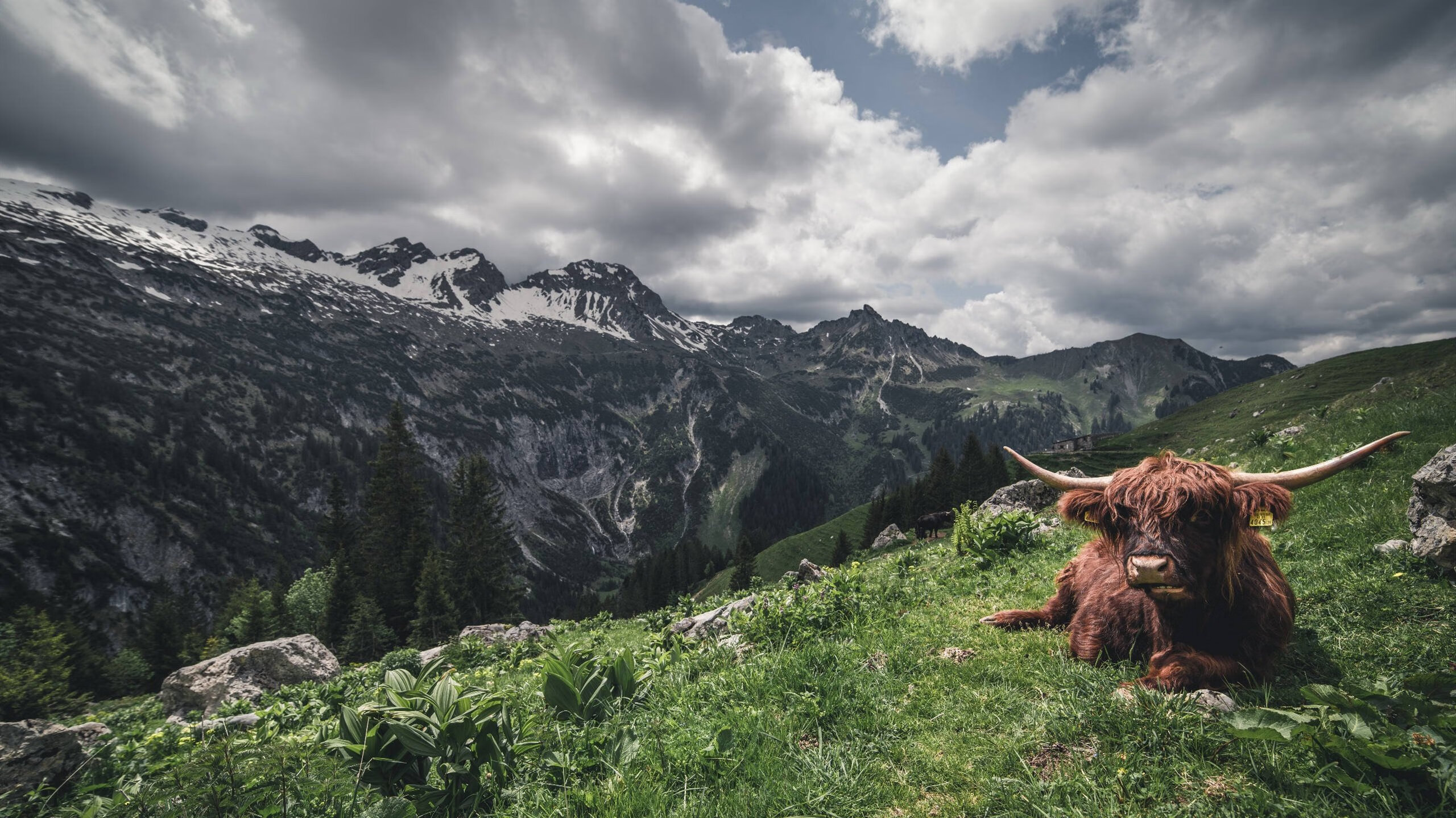 华体会手机网站-皮特·卡普尔展现爆发力和快速反应，帮助袋鼠队化解困境，皮尔斯和卡特