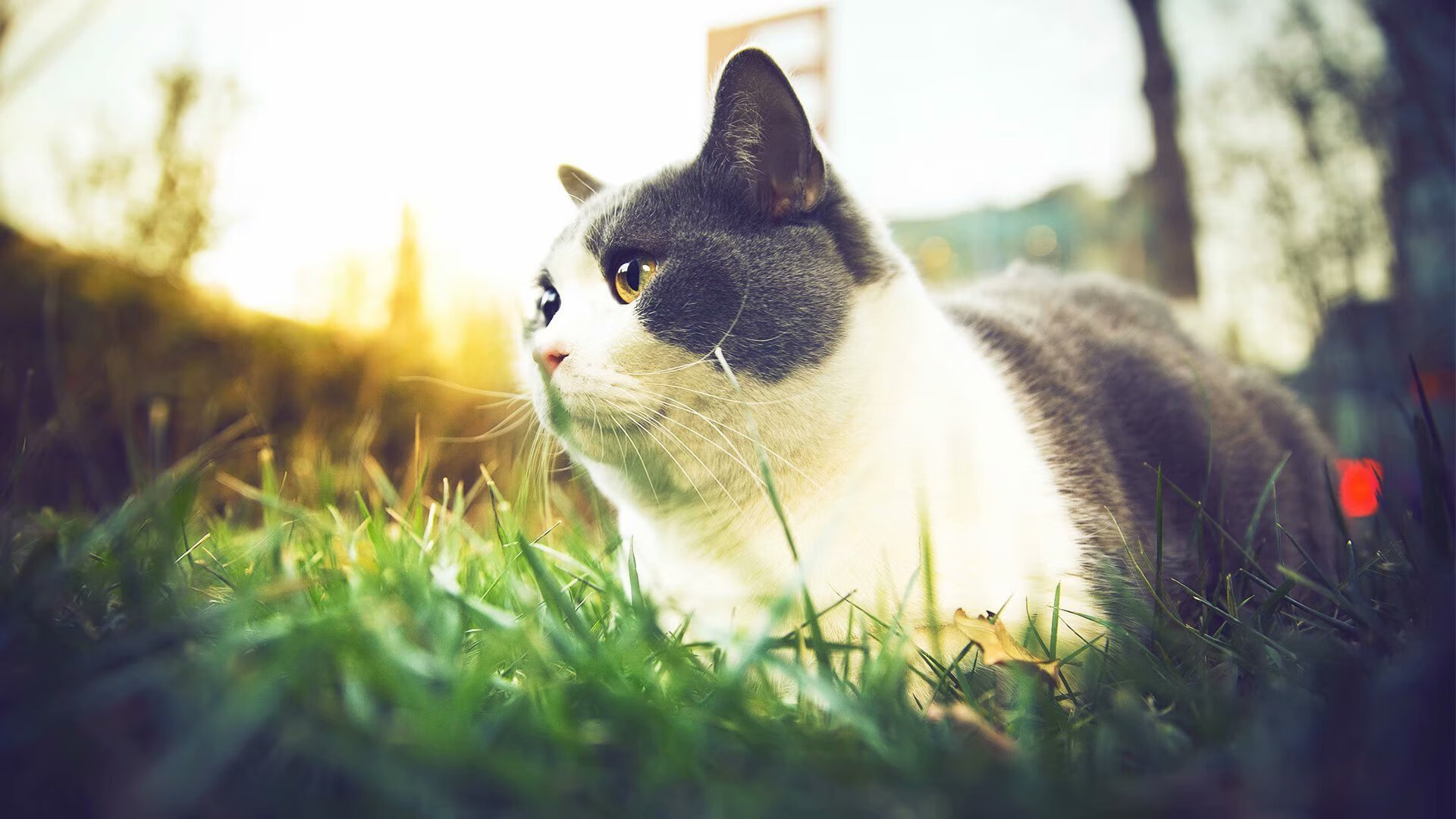 雷霆球员通过视频平台分享训练日常获好评，雷霆球员2020