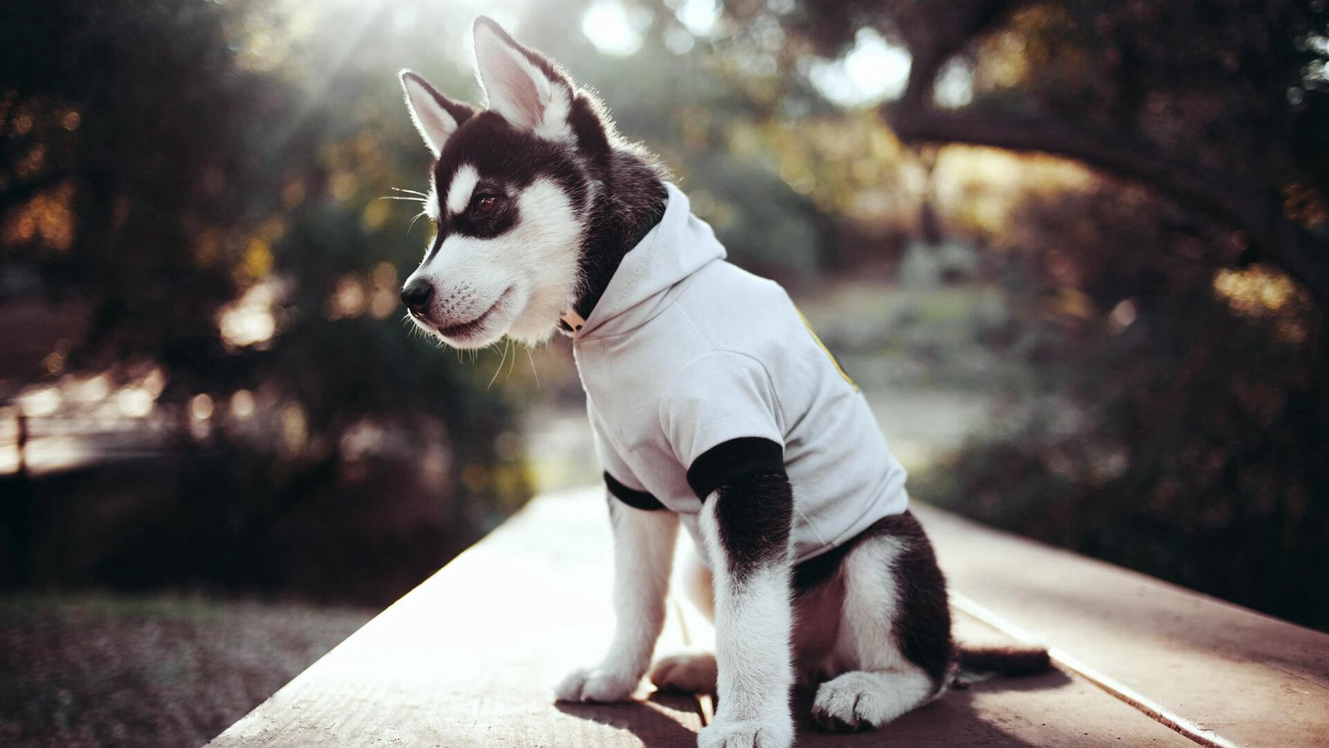 1.25亿镑标王伊萨克开启红军生涯，首次亮相合练现场，伊萨克bjd